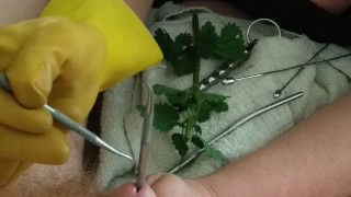 BDSM CBT Urethral Sounding Medical Play Cock Torment – Nettles & Dental Probes